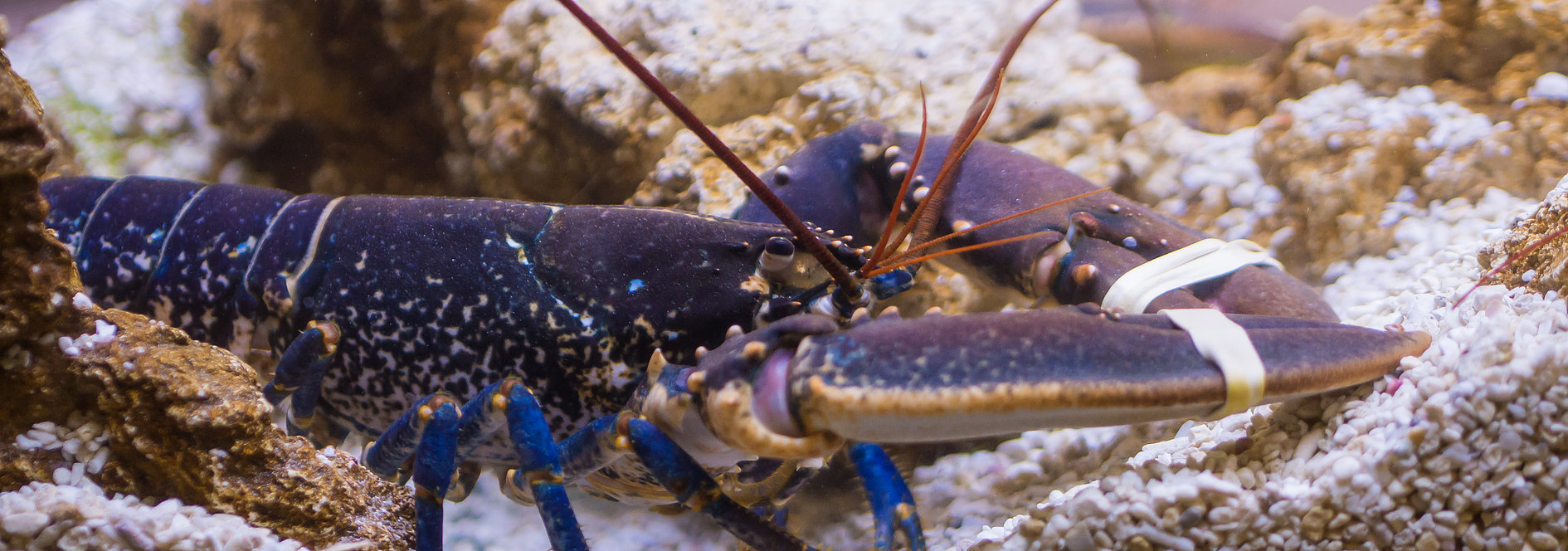Des homards bretons vous sont servis. Venez déguster les saveurs bretonnes !